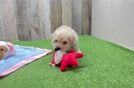 Funny Maltipoo Poodle Mix Pup