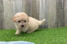 Meet Harriet - our Maltipoo Puppy Video