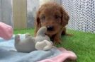 Sweet Mini Goldendoodle Baby