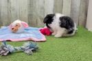 Funny Pomachon Designer Pup