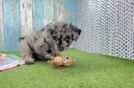 Cute Mini Huskydoodle Poodle Mix Pup