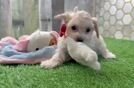 Petite Maltipoo Poodle Mix Pup