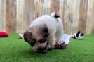 Hypoallergenic Havanese Purebred Pup