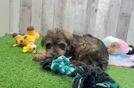 Best Mini Schnoodle Baby