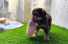 Playful Cocker Doodle Poodle Mix Puppy