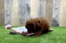Cavapoo Puppy for Adoption