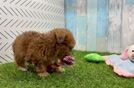 Popular Poochon Poodle Mix Pup