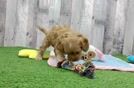 Best Cavapoo Baby