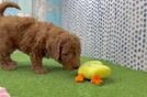 Fluffy Mini Goldendoodle Poodle Mix Pup