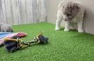 Friendly Cockapoo Baby