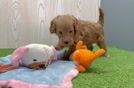 Mini Goldendoodle Pup Being Cute