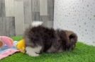 Little Pomeranian Baby