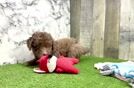 Mini Goldendoodle Pup Being Cute