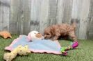 Small Cavapoo Baby