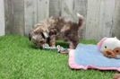 Funny Shih Poo Poodle Mix Pup