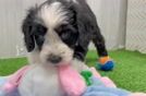 Mini Bernedoodle Pup Being Cute