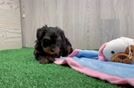 Meet Amanda - our Yorkie Poo Puppy Video  - Seaside Pups Best Yorkie Poo Baby