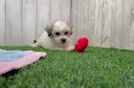 Havachon Puppy for Adoption