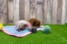 Sweet Caniche Purebred Puppy
