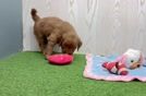 Meet Barrett - our Mini Goldendoodle Puppy Video