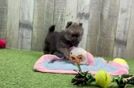 Playful Pomeranian Purebred Pup