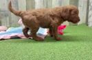 Meet Keebler - our Mini Goldendoodle Puppy Video