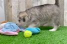 Cute Huskypoo Poodle Mix Puppy