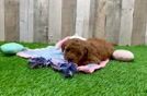 Friendly Mini Goldendoodle Baby