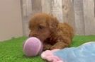 Best Mini Goldendoodle Baby