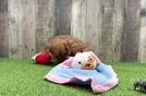 Fluffy Cavapoo Poodle Mix Pup