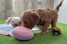 Energetic Cavoodle Poodle Mix Puppy