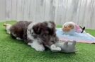 Funny Havanese Purebred Pup