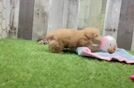Best Maltipoo Baby
