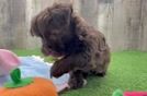 Havapoo Puppy for Adoption