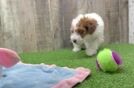 Playful Poodle Baby