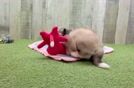 Best Aussiechon Baby