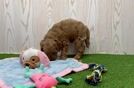 Meet Ego - our Mini Goldendoodle Puppy Video