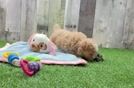 Meet Peyton - our Maltipoo Puppy Video