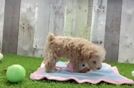 Sweet Maltipoo Baby