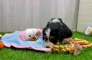 Mini Bernedoodle Puppy for Adoption