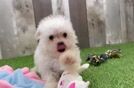 Meet Lenovo - our Maltese Puppy Video