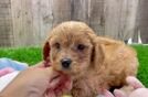 Energetic Cavoodle Poodle Mix Puppy