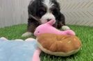 Sweet Mini Bernedoodle Baby