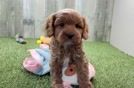 Cavapoo Puppy for Adoption