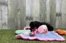 Energetic Aussiepoo Poodle Mix Puppy