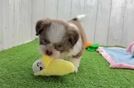 Havashu Puppy for Adoption