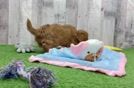 Meet Porsche - our Cavapoo Puppy Video