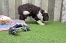 Fluffy Mini Labradoodle Poodle Mix Pup