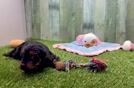 Cavapoo Pup Being Cute