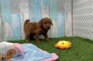 Best Mini Goldendoodle Baby